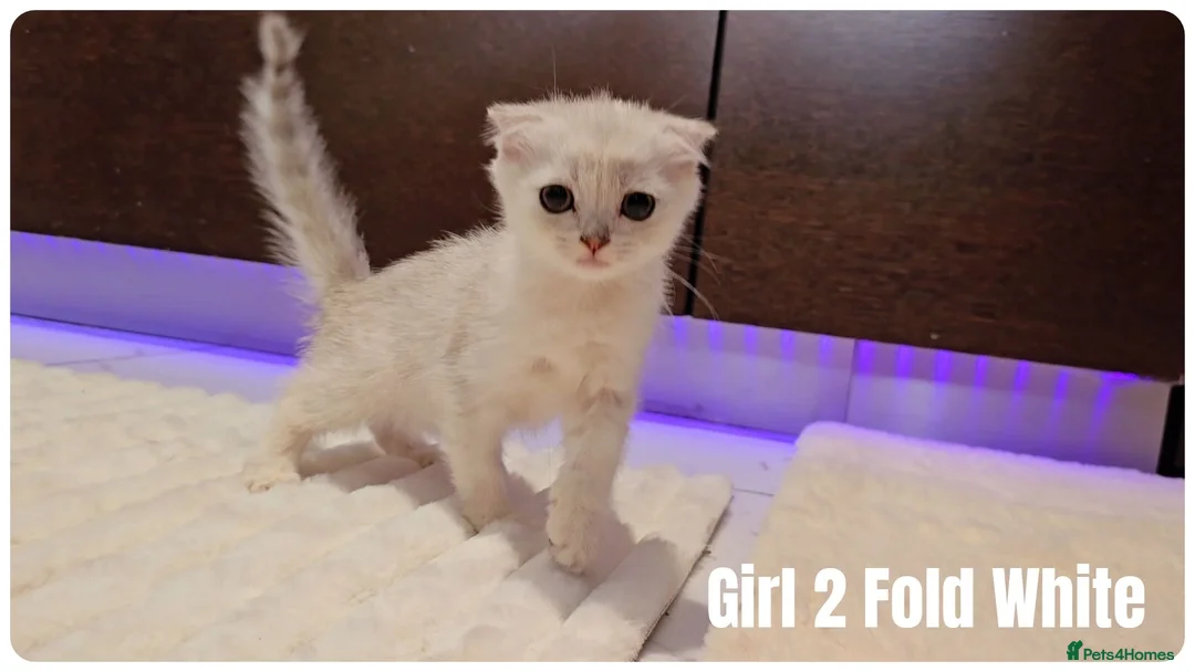Scottish Fold cats for sale: 🐱 Scottish Fold & Scottish Straight Kittens - Advert 2