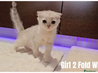Scottish Fold cats 🐱 Scottish Fold & Scottish Straight Kittens - Advert 5