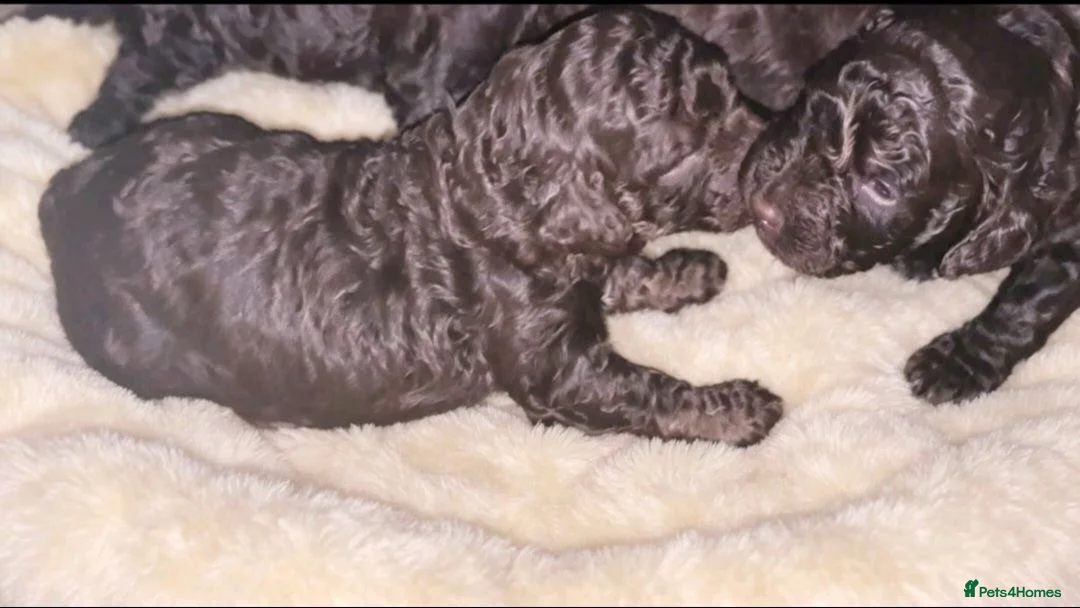 Mixed Breed dogs for sale: ADORABLE F1BB GOLDENDOODLE PUPPIES - Advert 28