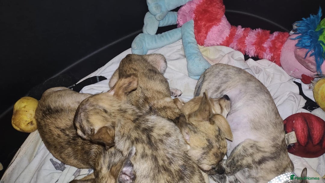Chihuahua dogs for sale: Beautiful puppies ready for forever homes  - Advert 15