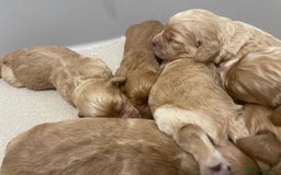 Cockapoo dogs for sale: Pra clear f1 cockpoo - Image 10