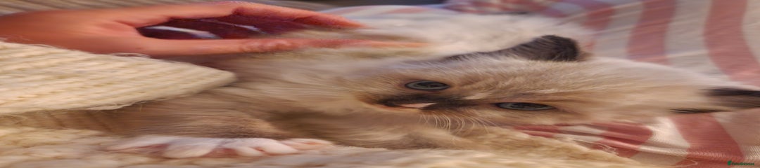 Ragdoll Kitten 2 patch 