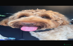 Aussiedoodle dogs for sale: Australian labradoodle puppies  - Image 8