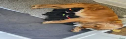 Cocker Spaniel dogs for sale: Beautiful cocker spaniel puppies - Advert 2
