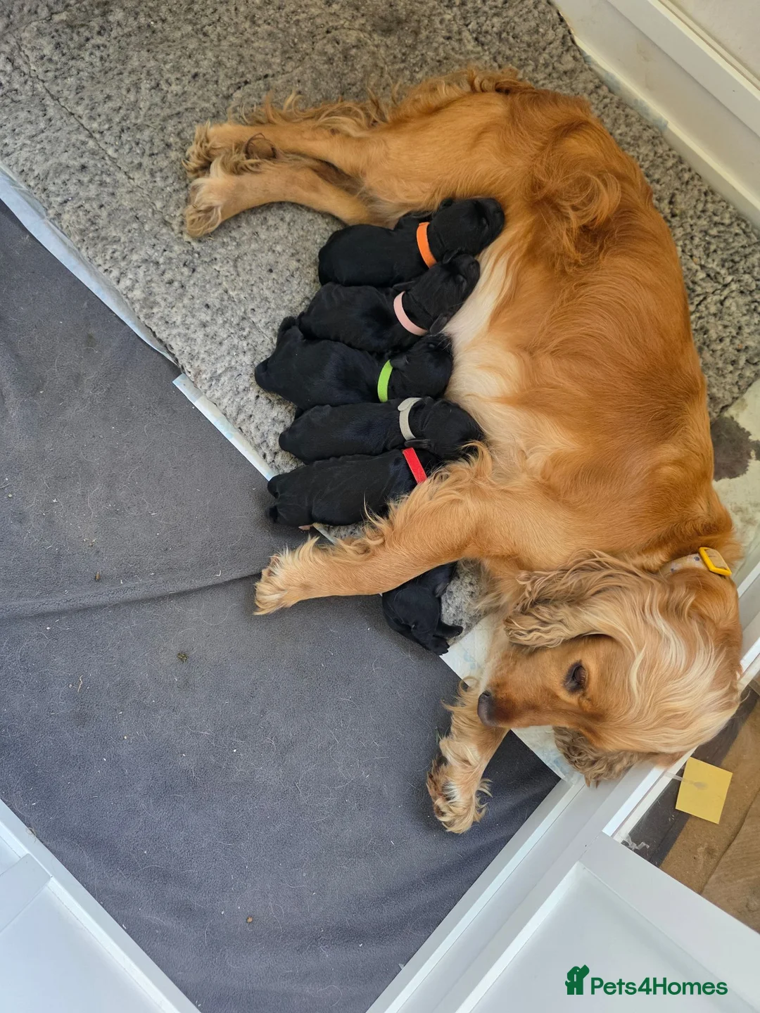 Cocker Spaniel dogs for sale: Beautiful cocker spaniel puppies - Advert 2