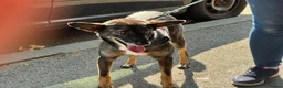 Mixed Breed dogs for adoption: 🐾 SCOUT - The Dog Who Refused to Give Up ❤️ - Advert 8