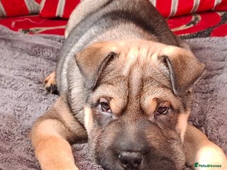 Mixed Breed dogs Jack Russell Terrier - Rus O Pei - Advert 17