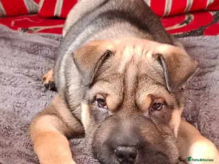 Mixed Breed dogs Jack Russell Terrier - Rus O Pei - Advert 14