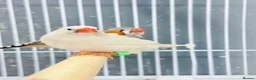 Finches birds for sale: Zebra finches  - Advert 15