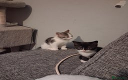 Domestic Shorthair cats for sale: 2 Eight week old Kittens for sale 1Male/1Female - Image 1