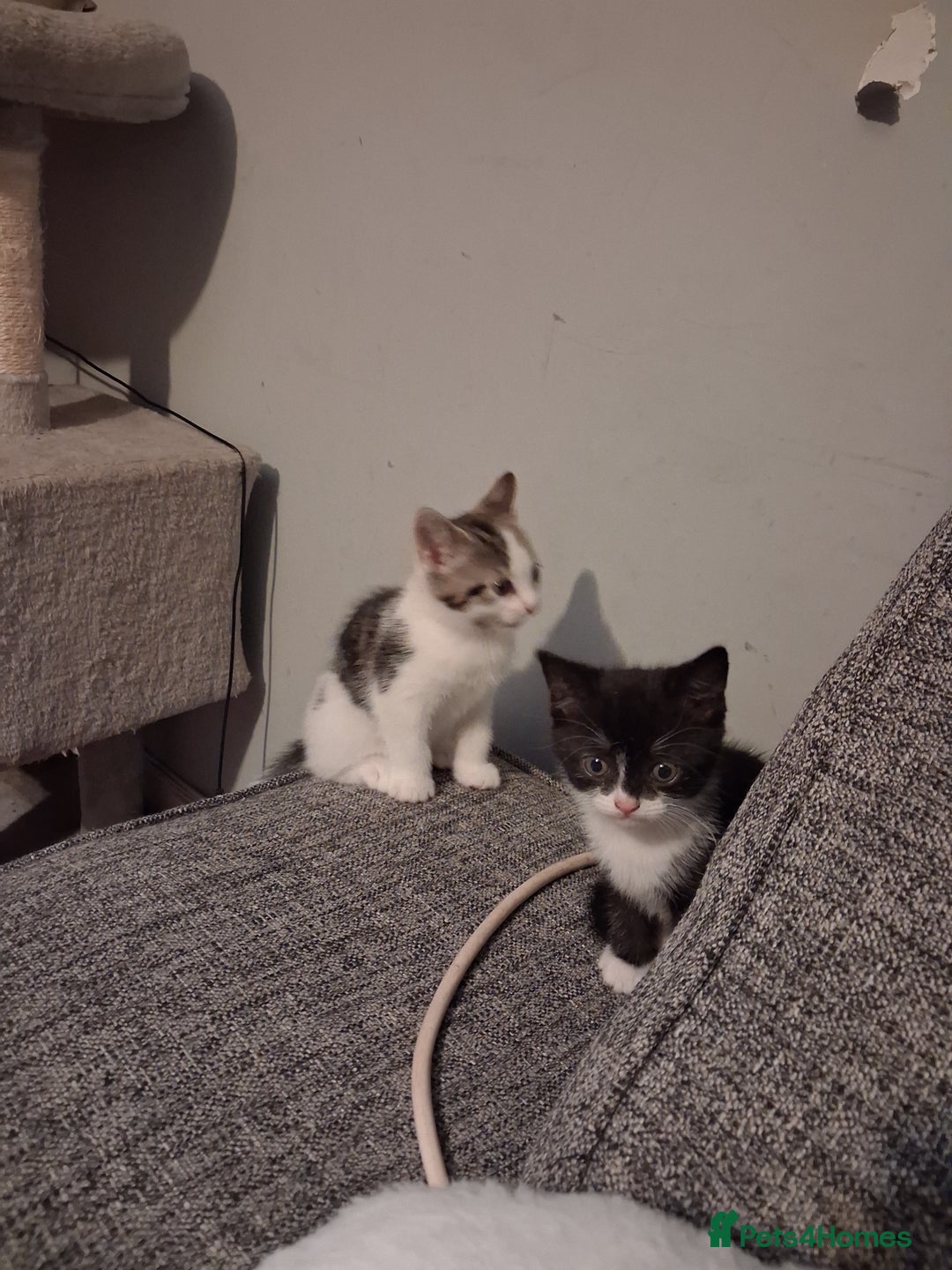 Domestic Shorthair cats for sale: 2 Eight week old Kittens for sale 1Male/1Female - Image 1
