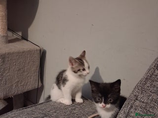 Domestic Shorthair cats for sale - Advert 1