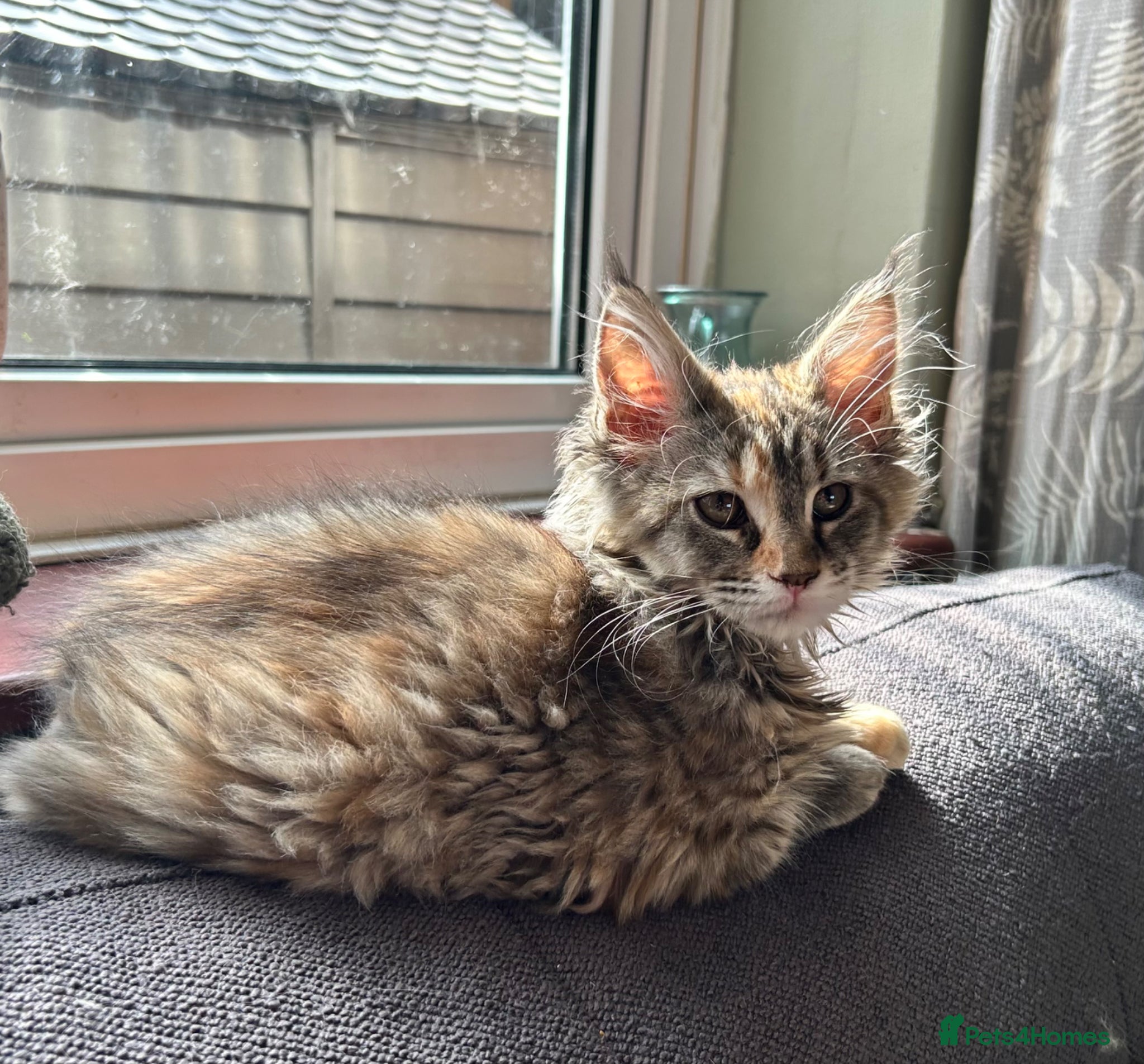 Maine Coon cats Beautiful Mainecoon kittens  - Advert 6