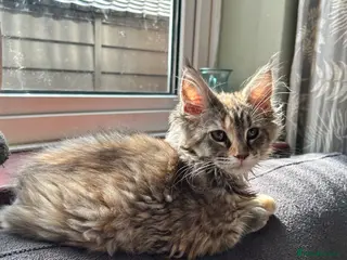 Maine Coon cats Beautiful Mainecoon kittens - Advert 11