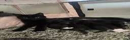 Mixed Breed cats for sale: Black and white fluffy kittens  - Advert 3