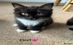 Bombay cats for sale: We have four cats for sale🐈‍⬛ - Image 1