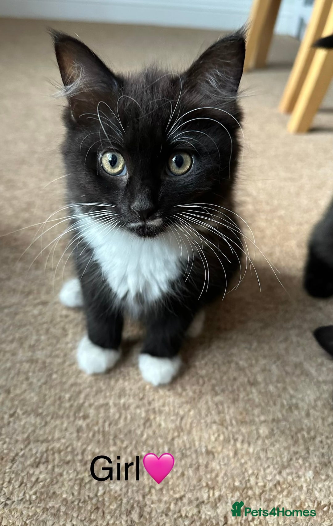 Bombay cats for sale: We have four cats for sale🐈‍⬛ - Image 1