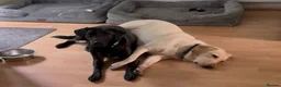 Labrador Retriever dogs for sale: Two Labradors looking for their forever home in Liverpool - Advert 6