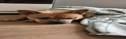 Mixed Breed dogs for sale: French bulldog x chow  in Southend-on-Sea - Advert 4