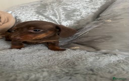 Dachshund dogs for sale: Outstanding dachshund puppies - Image 5