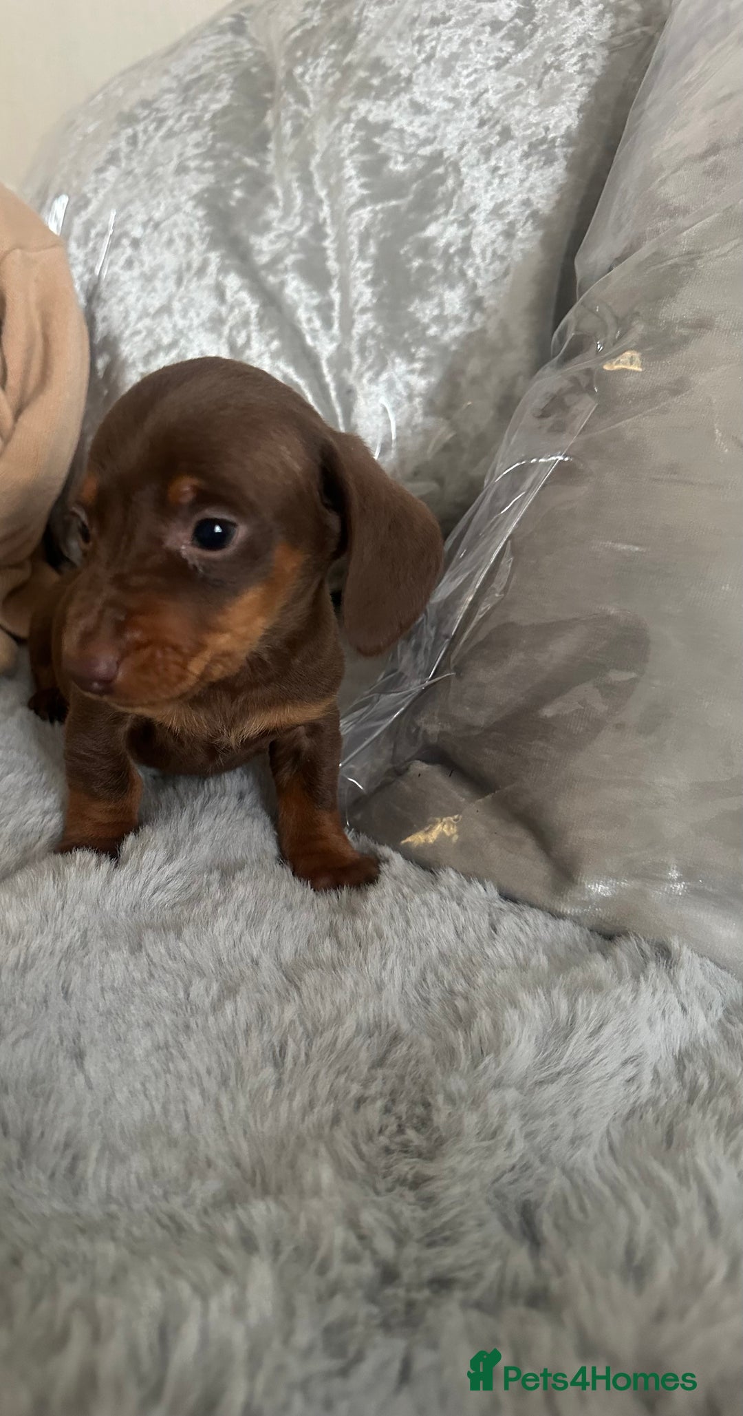 Dachshund dogs for sale: Outstanding dachshund puppies - Image 5