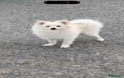 Pomeranian dogs for sale: Beautiful pure male pom - Image 4