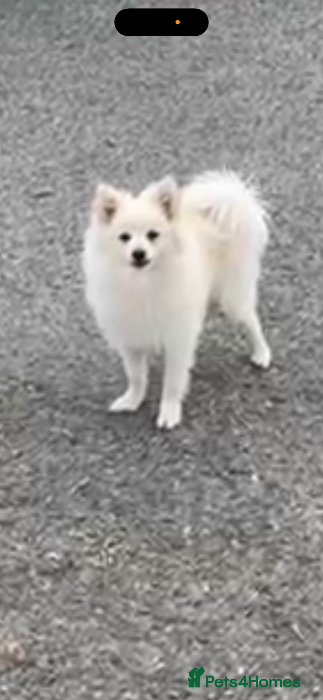 Pomeranian dogs for sale: Beautiful pure male pom - Image 4
