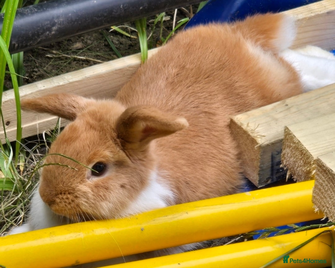 Mini Lop rabbits for sale: Mini lop  - Image 3