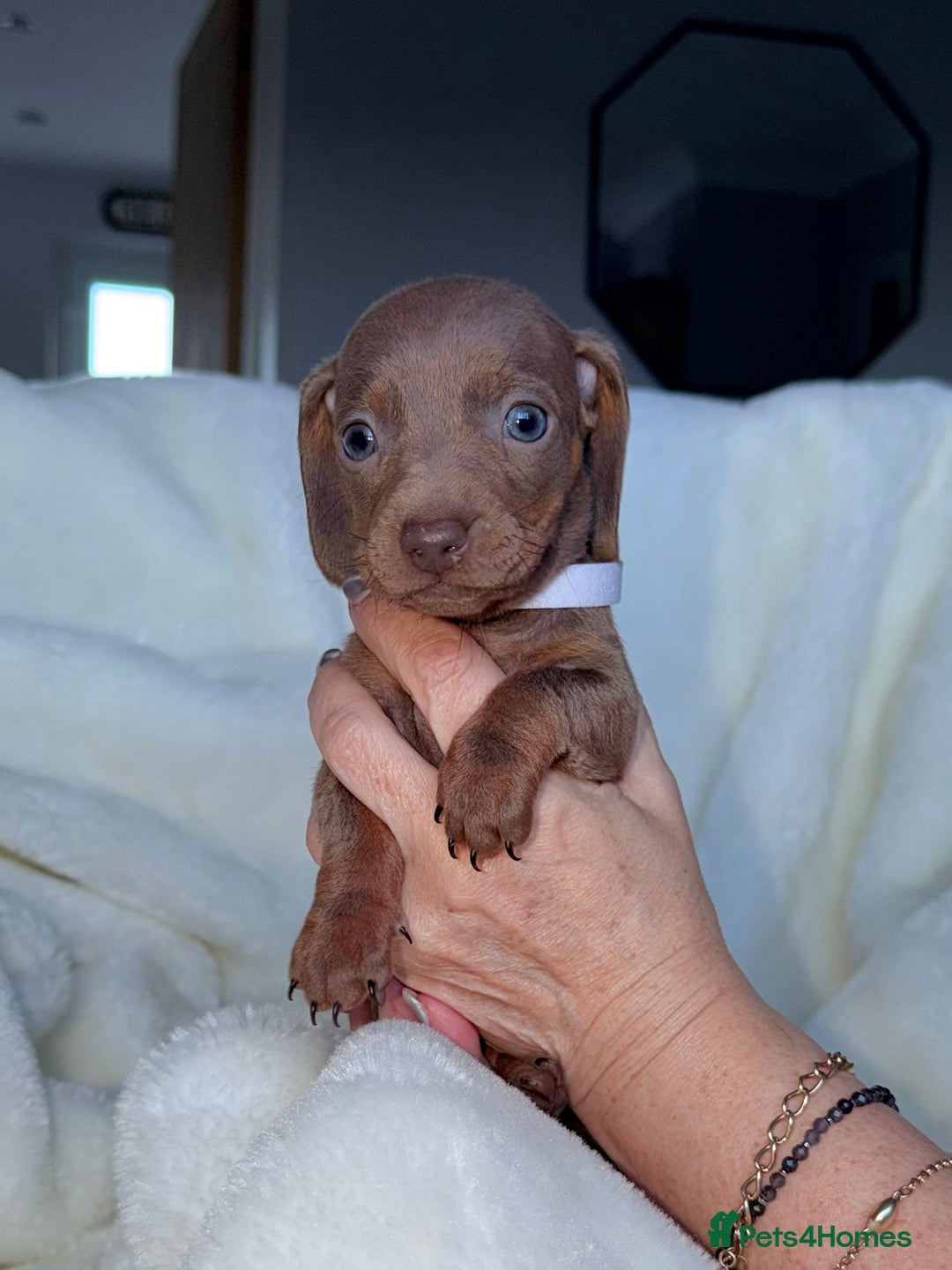 Miniature Dachshund dogs for sale: Miniature Dachshunds for Sale - Advert 5