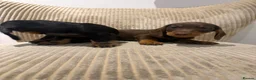 Miniature Dachshund dogs for sale: Miniature Wirehaired 5 Star Licensed Breeder   - Advert 4