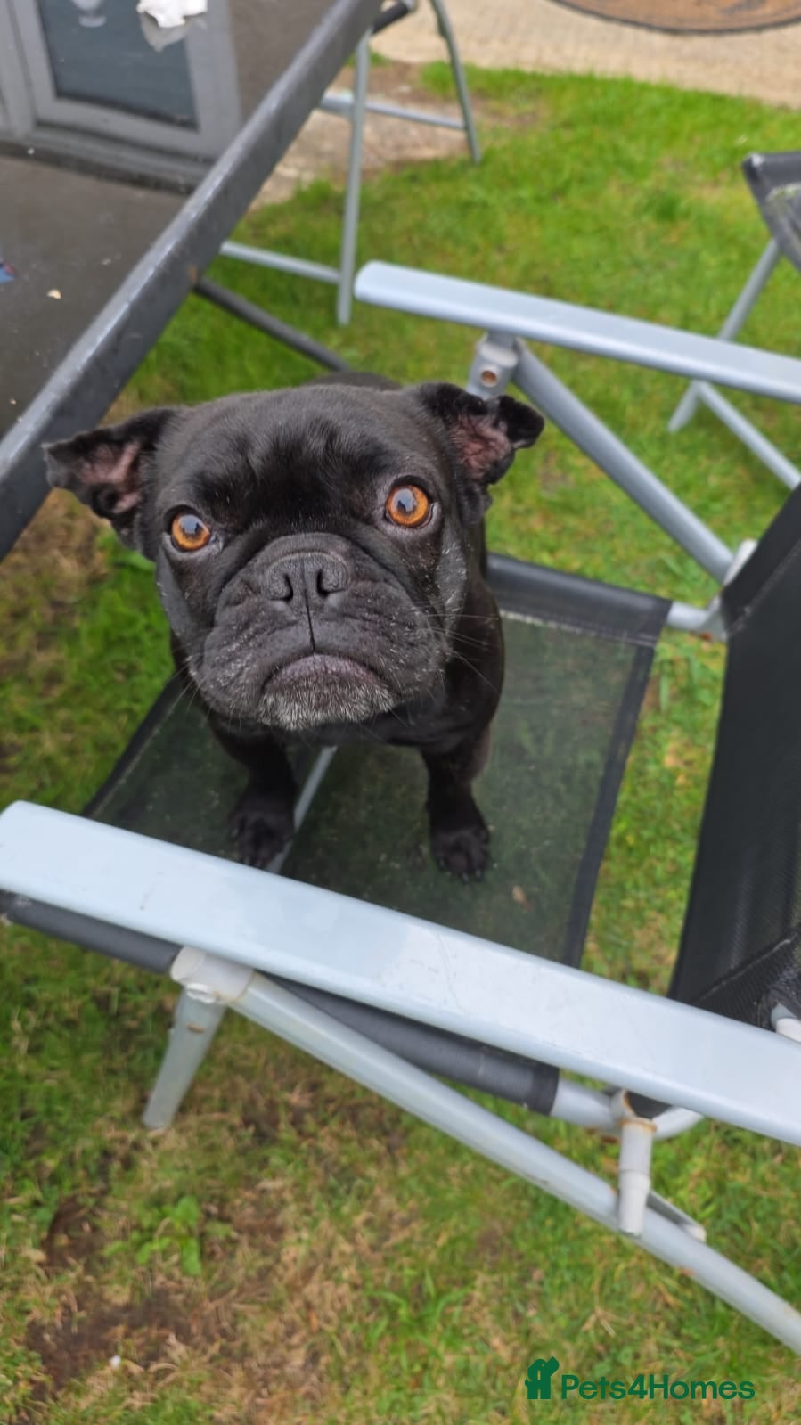 French Bulldog dogs 2x French bulldogs - Advert 15