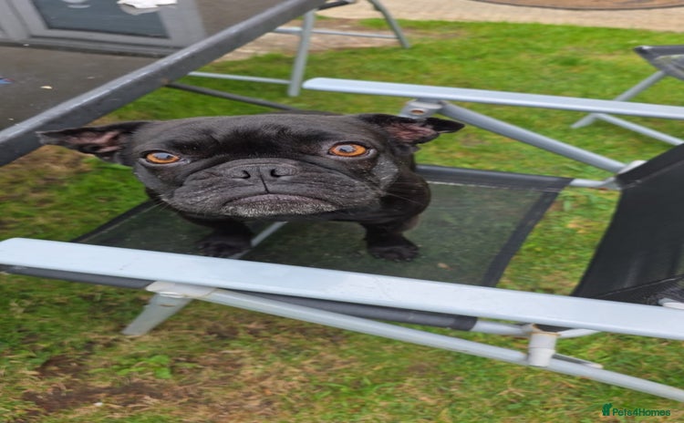 French Bulldog dogs - Advert 10