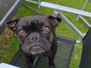 French Bulldog dogs - Advert 21