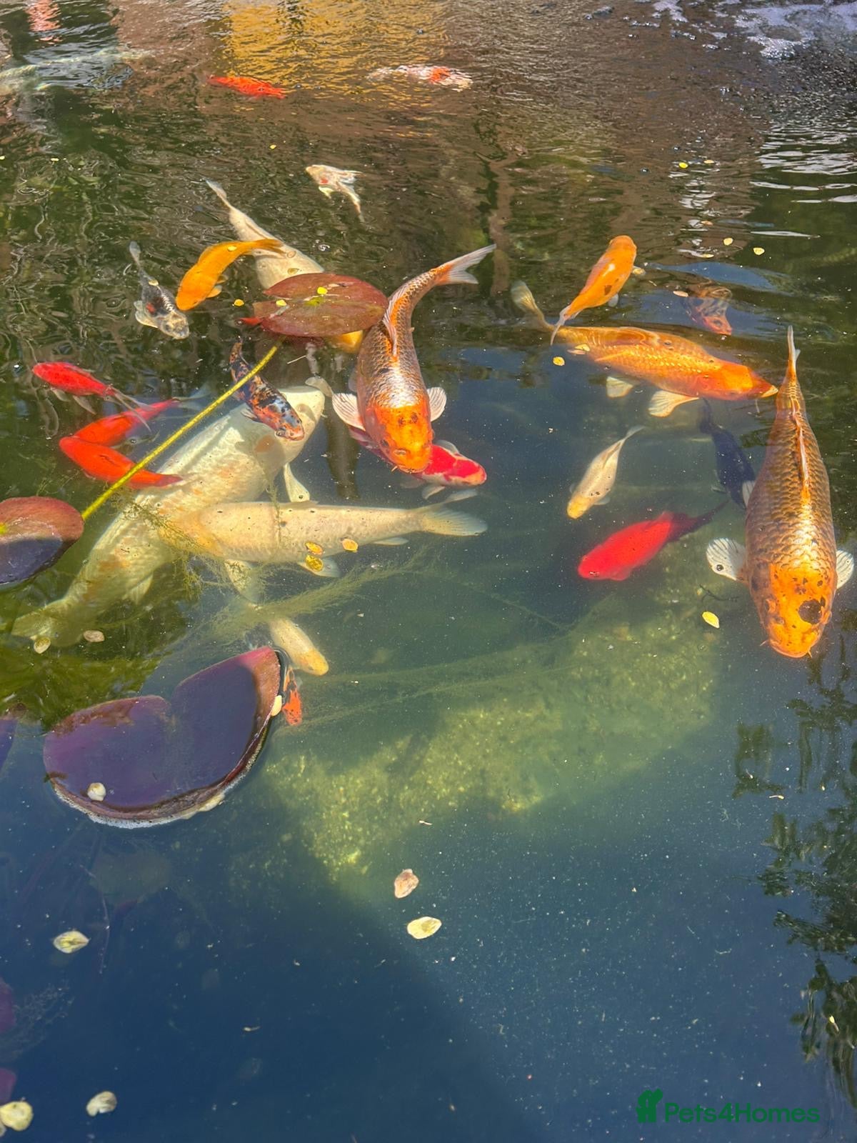 Koi Carp fish Koi Reduced Price as need to be sold asap - Advert 5