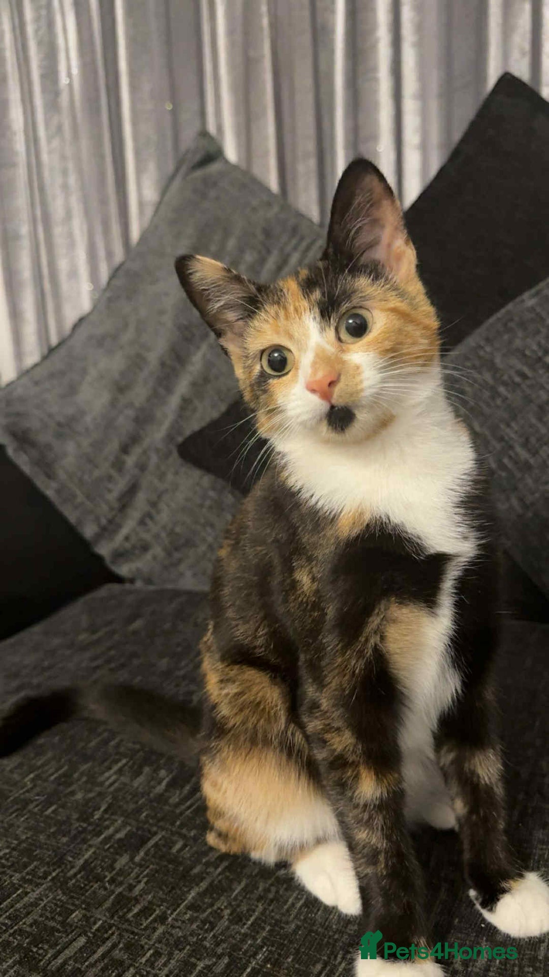 Domestic Shorthair cats for sale: Kitten  - Image 2