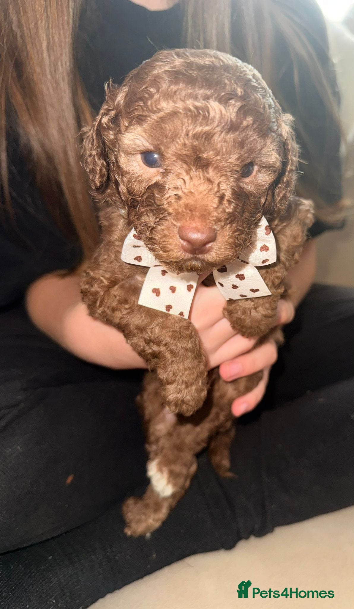 Cavapoo dogs Beautiful fluffy bears  - Advert 1