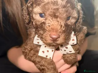 Cavapoo dogs Beautiful fluffy bears - Advert 1