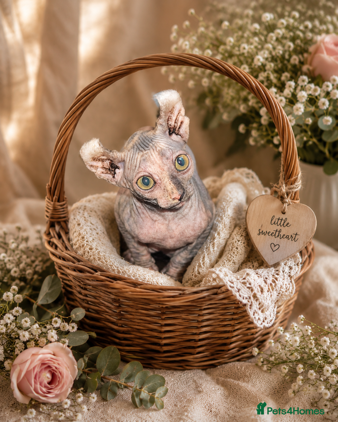Sphynx cats Price Reduced Sphynx Ready for Their Forever Home - Advert 5