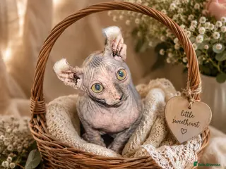 Sphynx cats Price Reduced Sphynx Ready for Their Forever Home - Advert 5