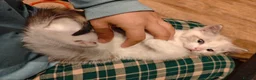 Mixed Breed cats for sale: Kitten looking for loving home  in Cardiff - Advert 3