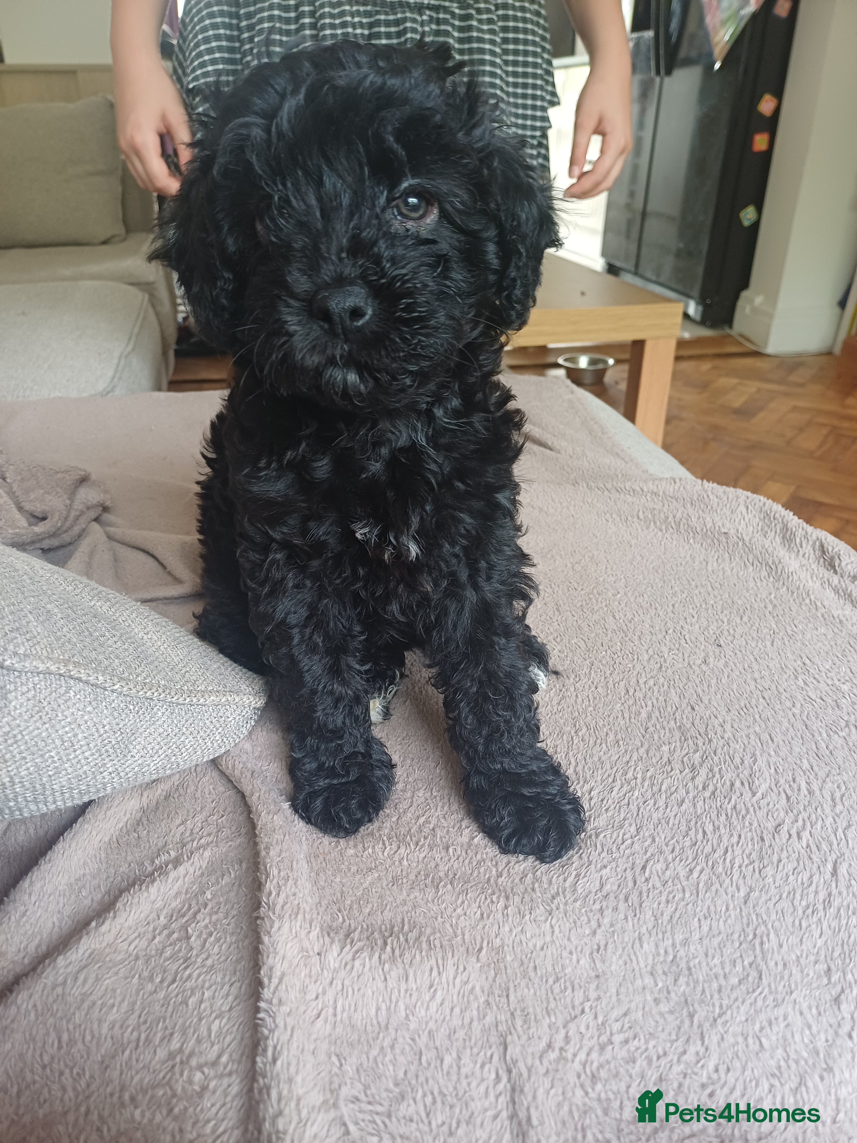 Cavapoo dogs Gorgeous cavapoo - only a 1 left - Advert 17
