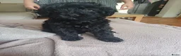 Cavapoo dogs for sale: Gorgeous cavapoo - only a 1 left - Advert 1