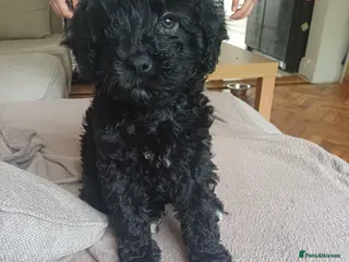 Cavapoo dogs Gorgeous cavapoo - only a 1 left - Advert 17
