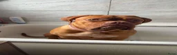 Dogue De Bordeaux dogs for sale: Pedigree Dogue De Bordeaux  - Advert 2