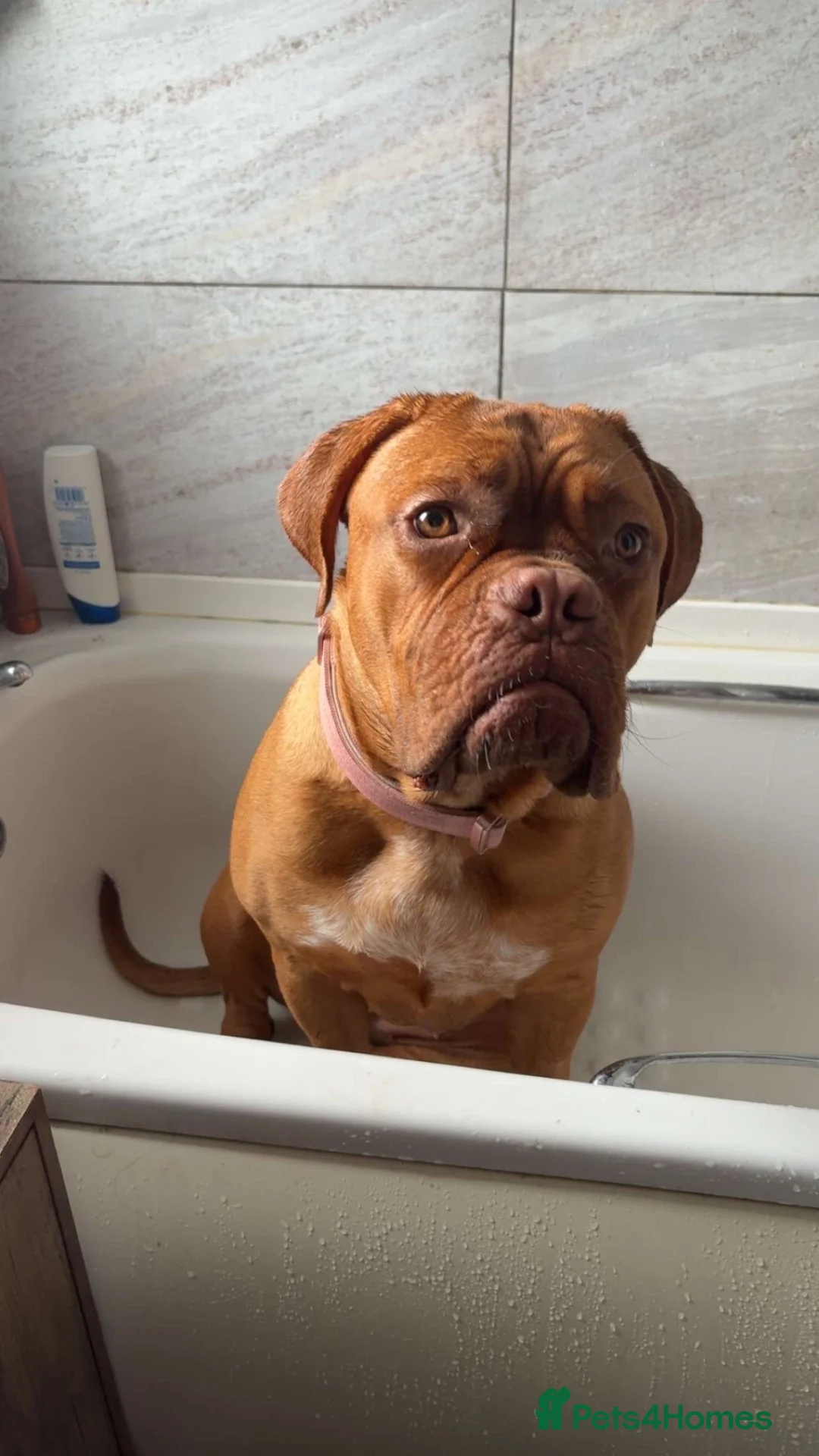 Dogue De Bordeaux dogs for sale: Pedigree Dogue De Bordeaux  - Advert 2