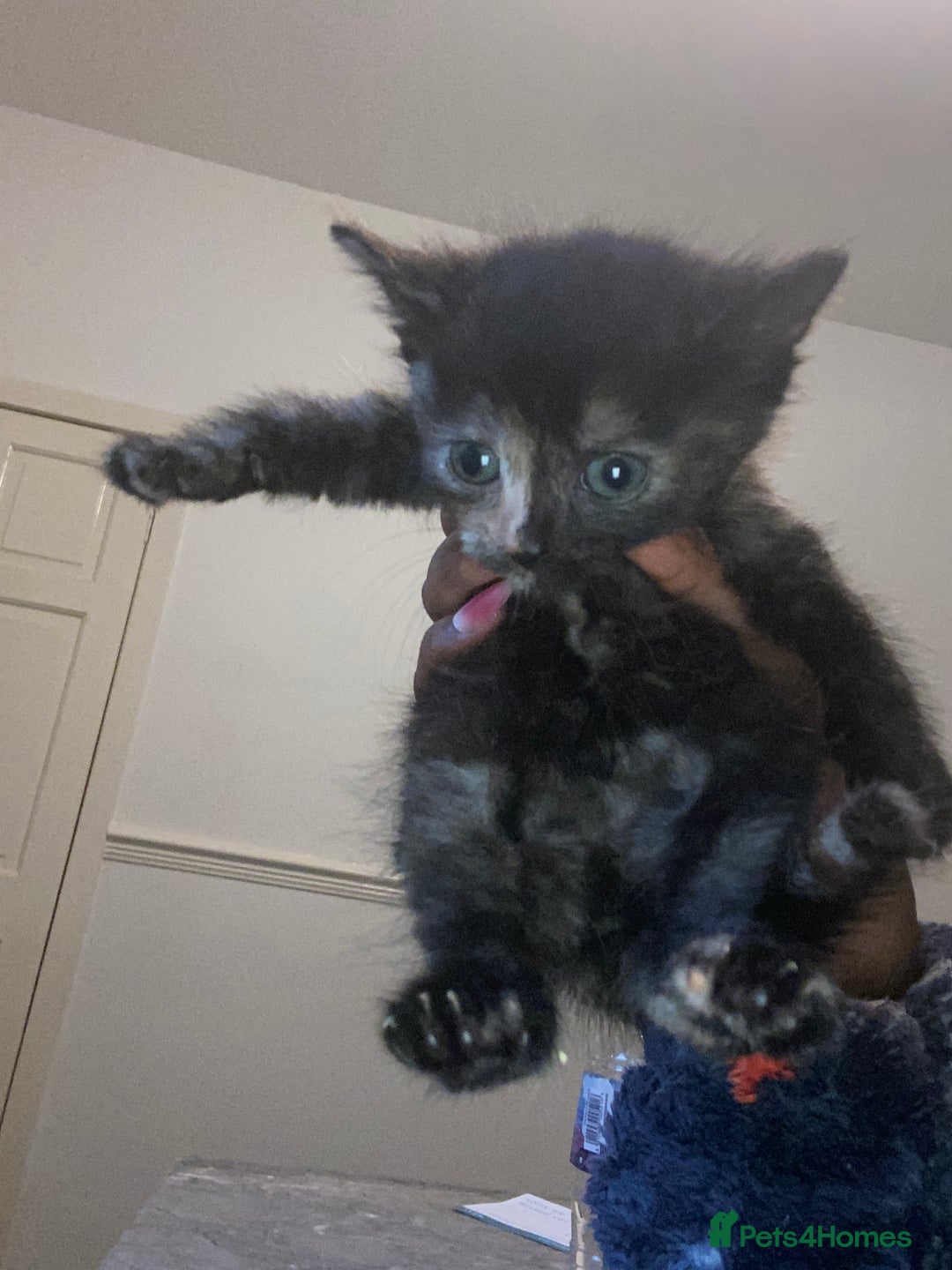 American Shorthair cats for sale: Cute kittens for sale - Image 3