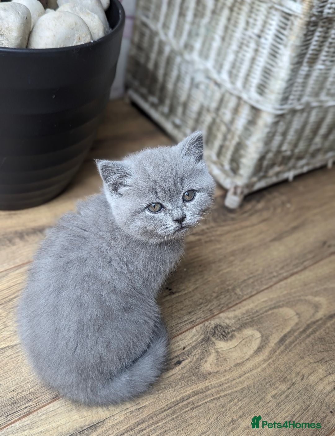 British Shorthair cats Boy and girl available- parents Pedigree  - Advert 1