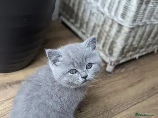 British Shorthair cats Boy and girl available- parents Pedigree - Advert 3