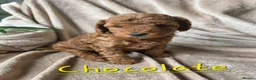Cockapoo dogs for sale: Beautiful F1B Cockapoos, absolutely amazing  - Advert 2