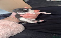 Mixed Breed cats for sale: 1 male kitten  - Advert 1